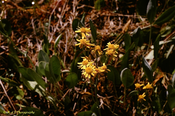 {Packera tomentosa}